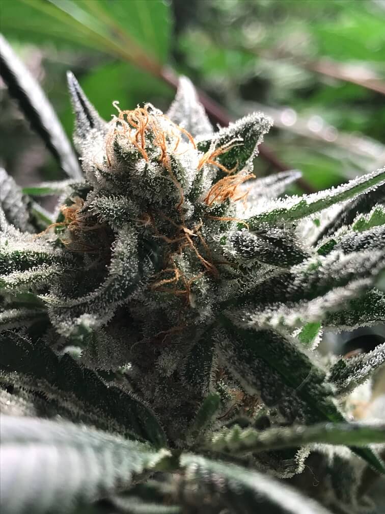 Condor Auto