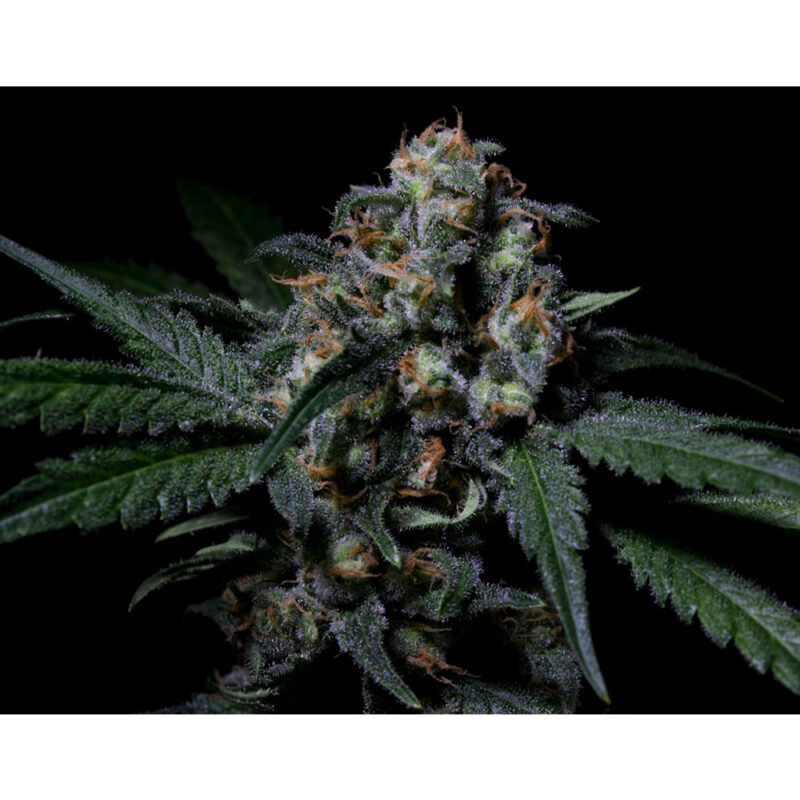 Negra 44