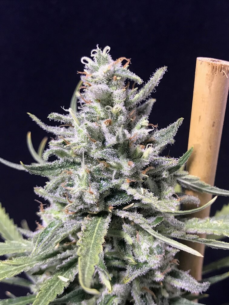 Thunderstorm Auto