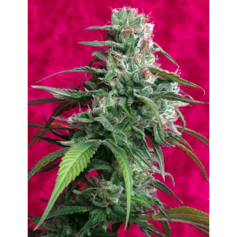 Hydro Flores A+B agua dura 5L