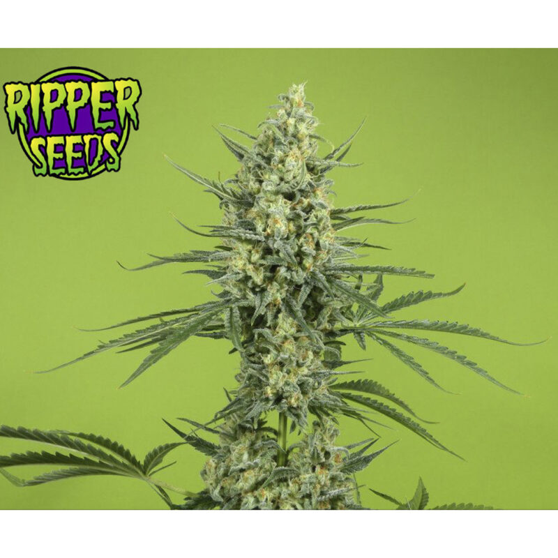 CBD + Caramelice