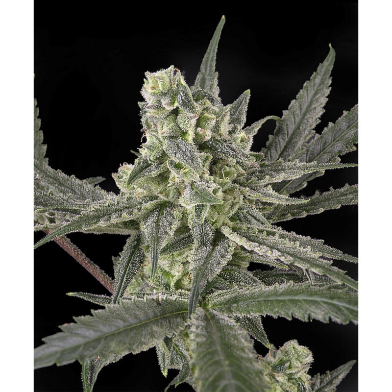 Kush Express