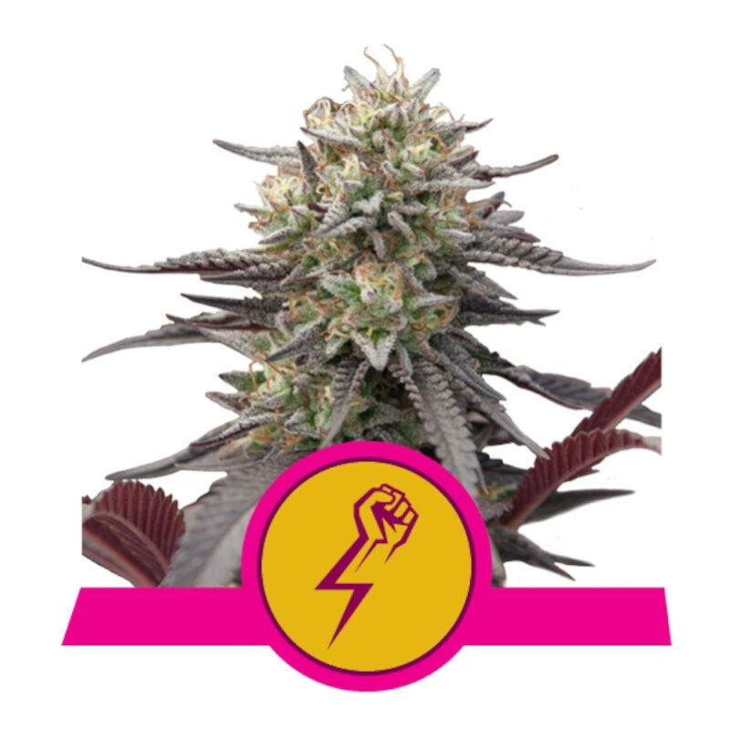 Green Crack Punch