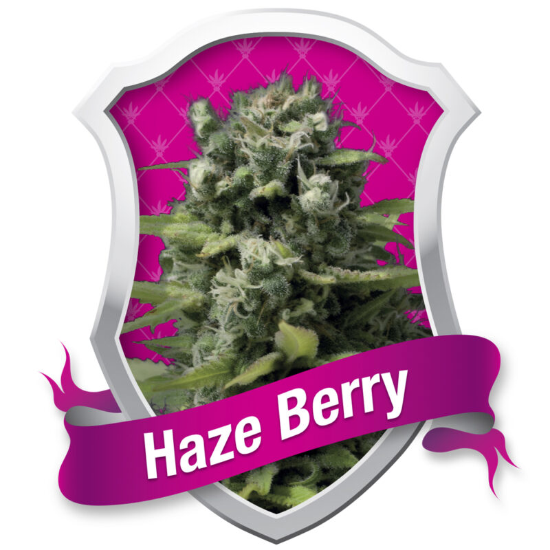 Haze Berry