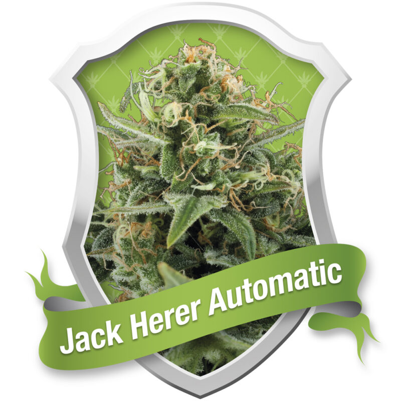 Royal Jack Automatic