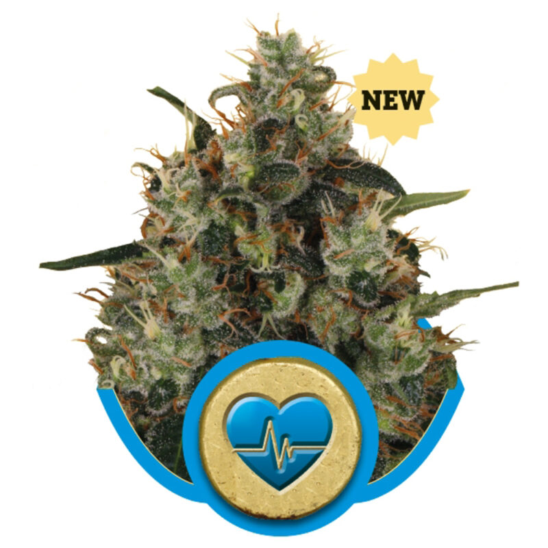 Terpenos Key Lime Pie 1ml