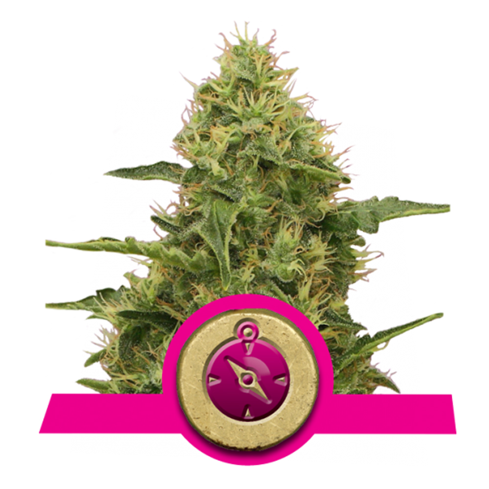 Arlita Drenaje 20L (8-16mm)