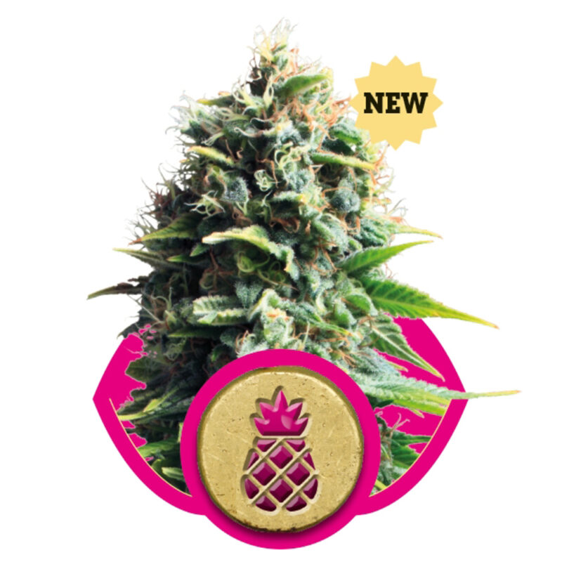 Spray Terpenos Gelato 5ml