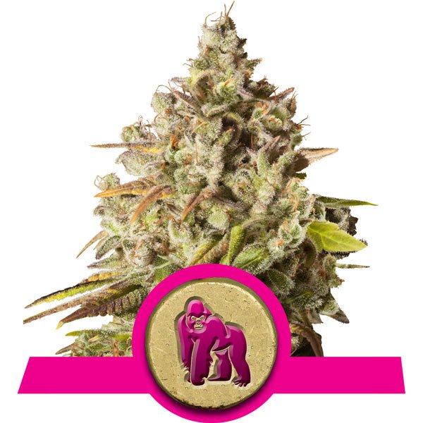 Spray Terpenos Blackberry Kush 5 ml