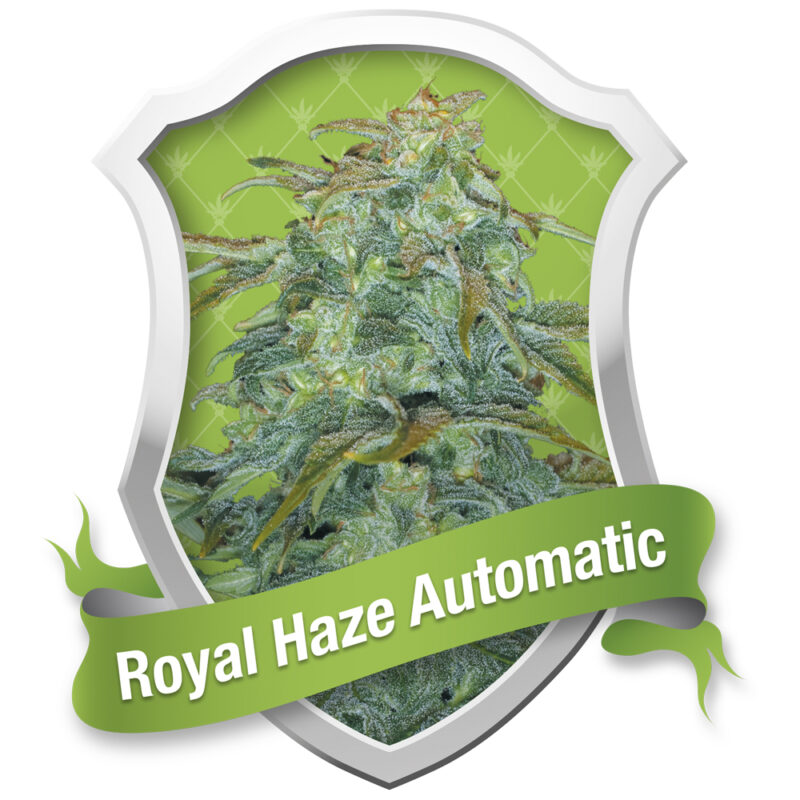 Royal Haze Automatic