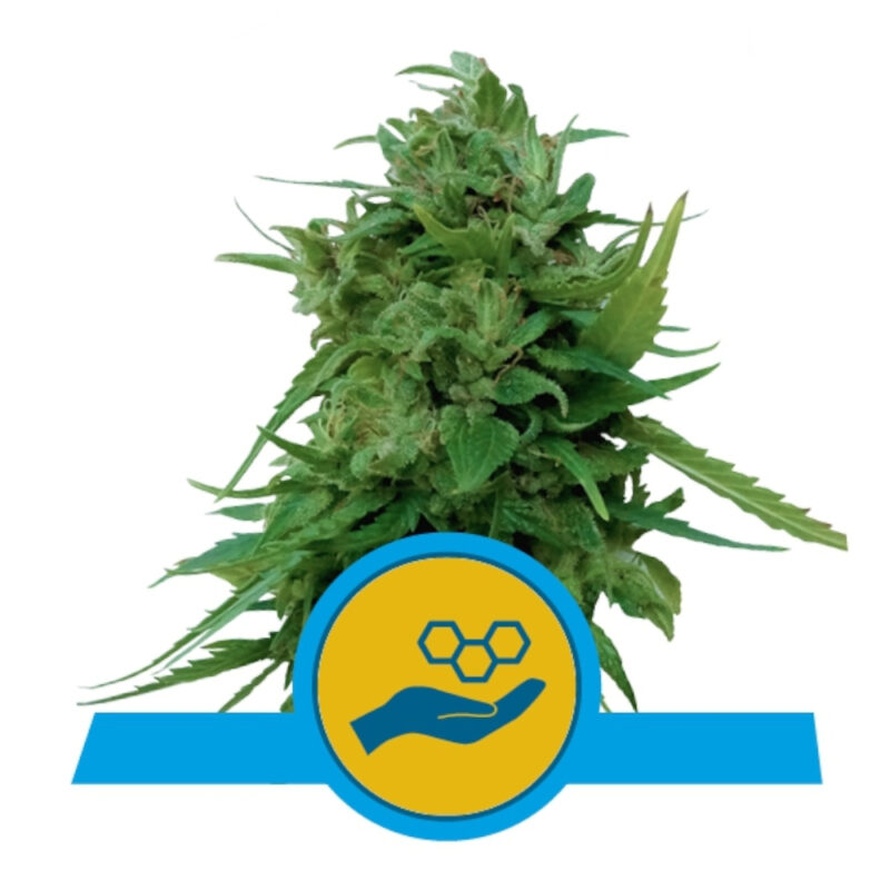 Solomatic CBD