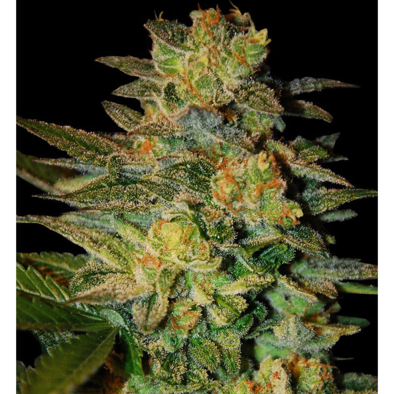 Blue Skunk