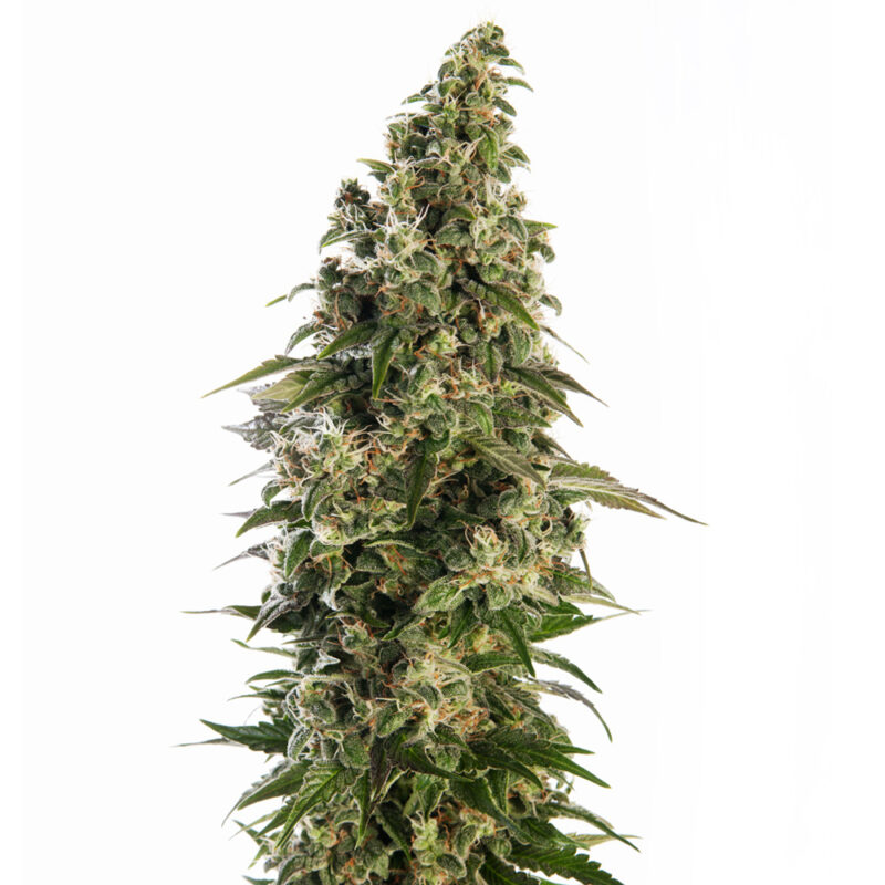 Afghani #1 Auto