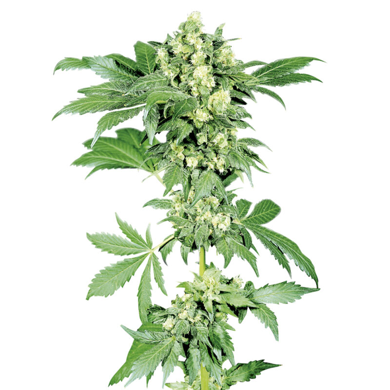 Afghani #1