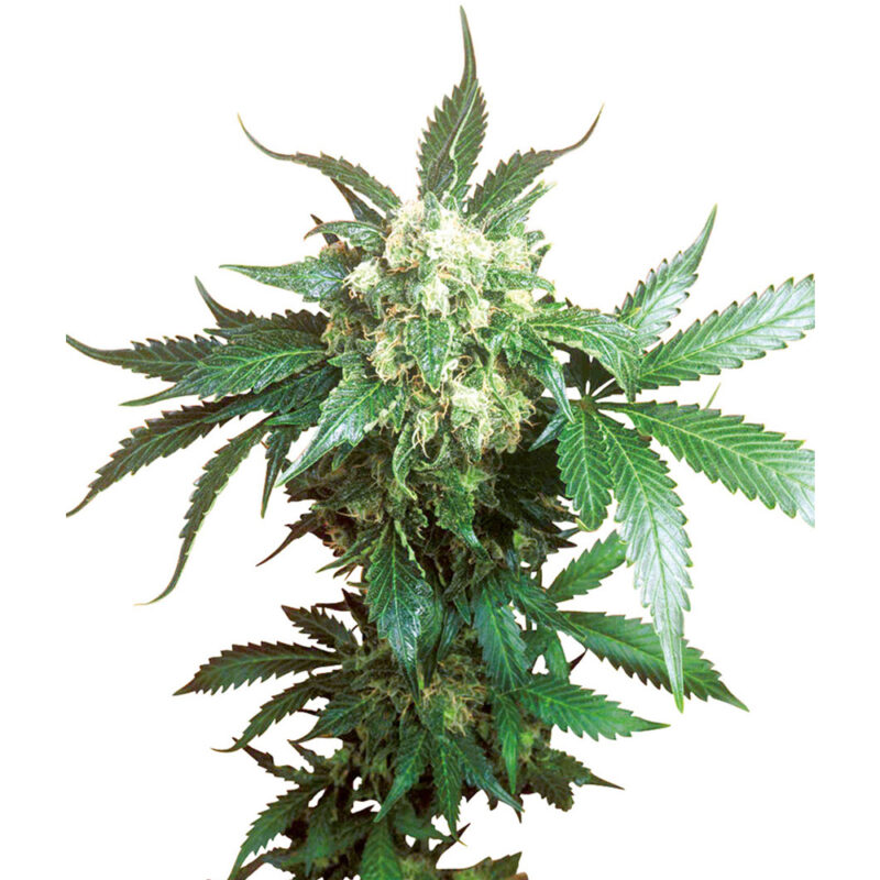 Black Domina feminizada
