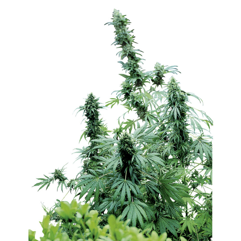 Early Skunk