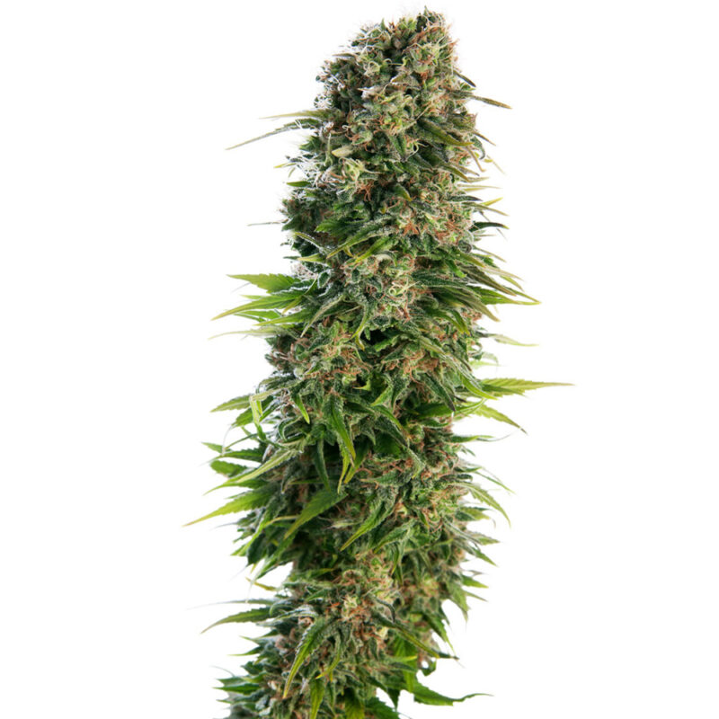 Hindu Kush Auto