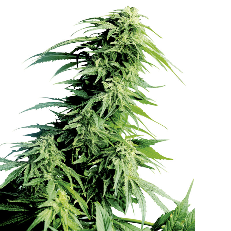 Hindu Kush