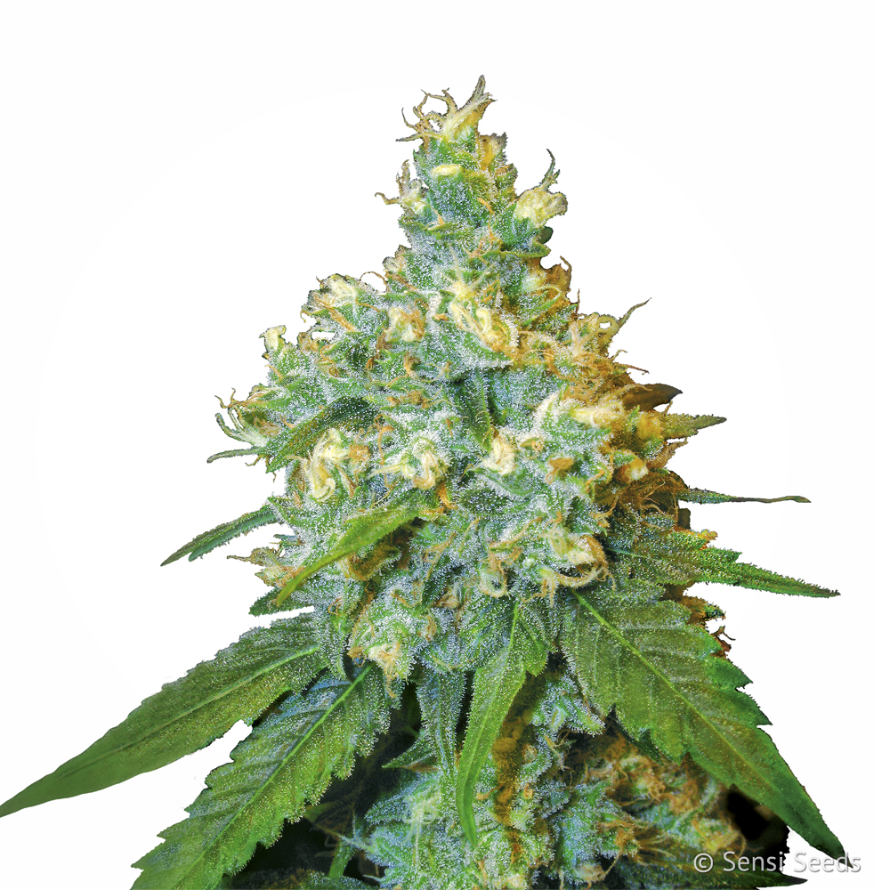 Jack Herer feminizada
