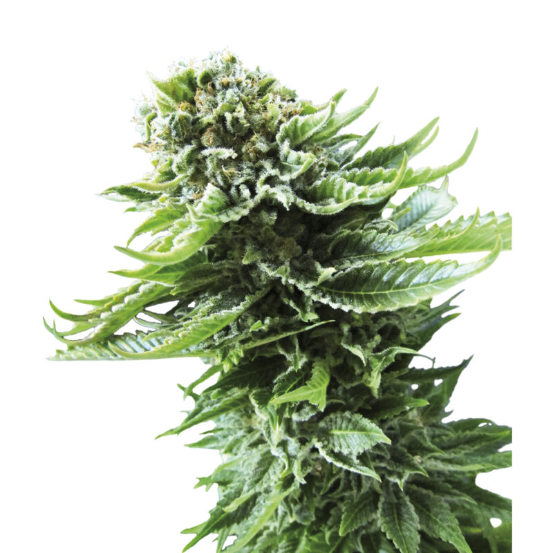 Northern Lights Automática