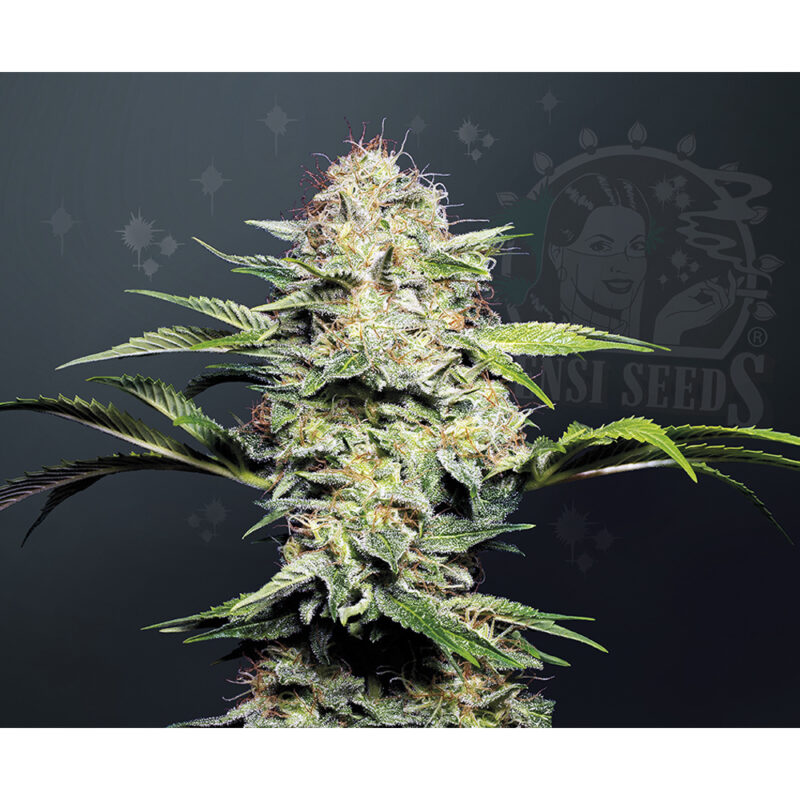 Sensi Skunk