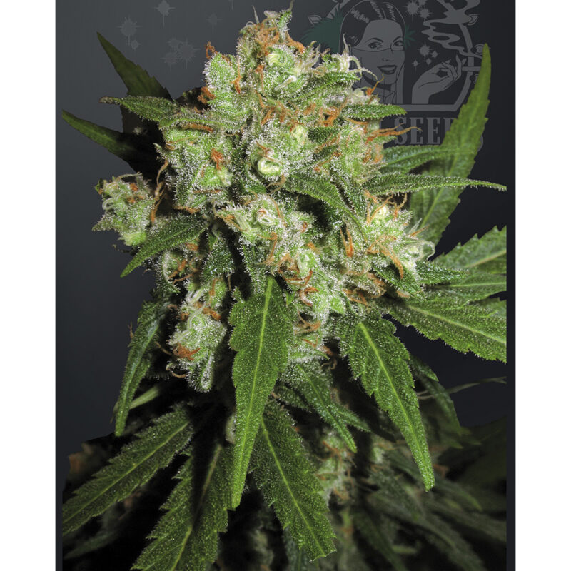 Sensi Skunk