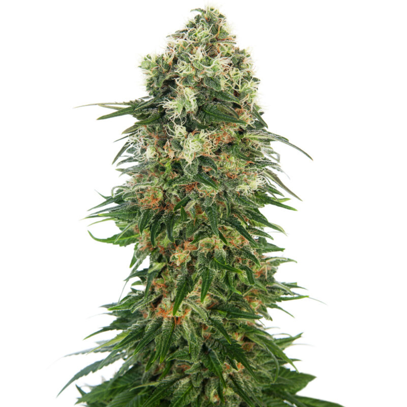 Shiva Skunk Auto