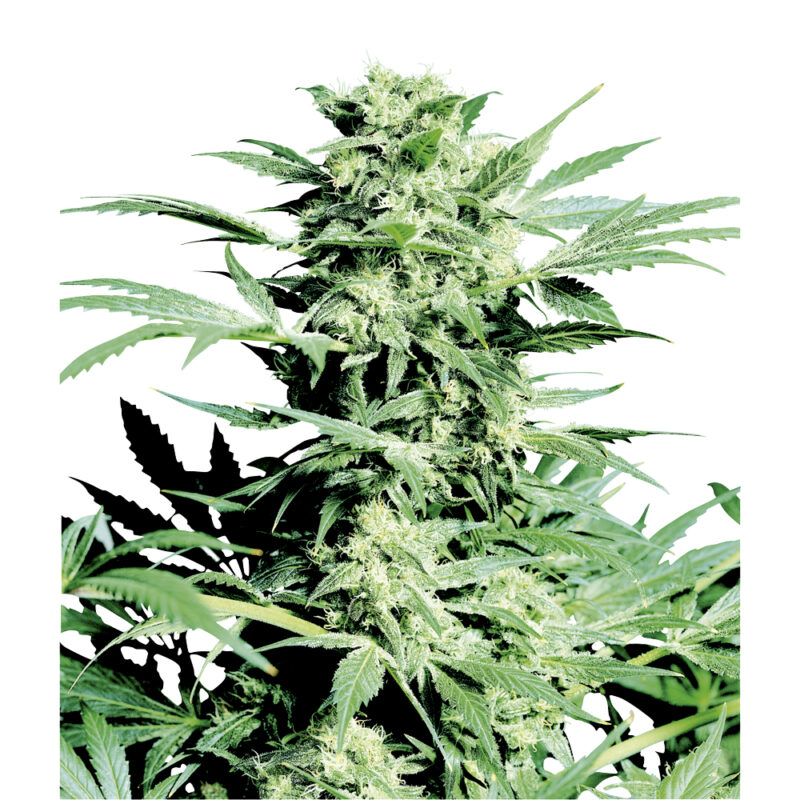 Shiva Skunk