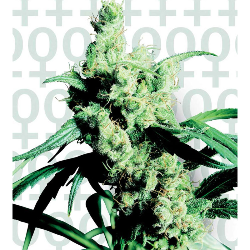 Silver Haze