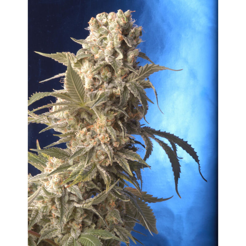 Blueberry Bubblegum auto