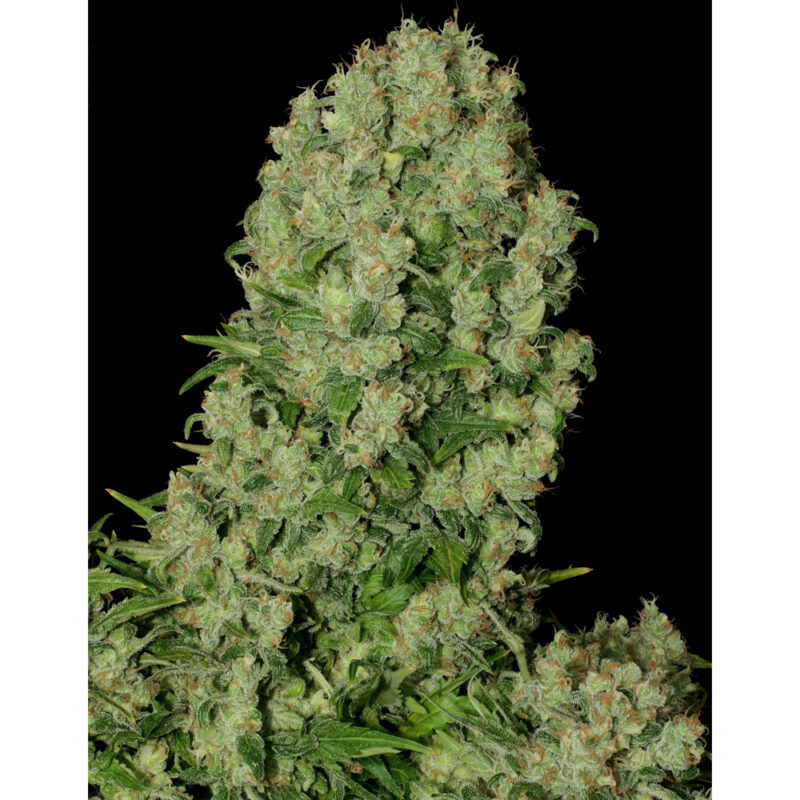 Feeding BioGrow 1 Kg