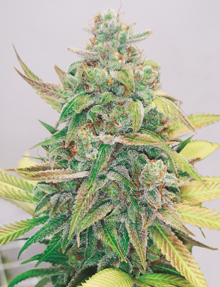 Strawberry Cake CBD