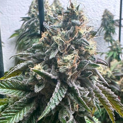 Strawbilbo Banana Auto