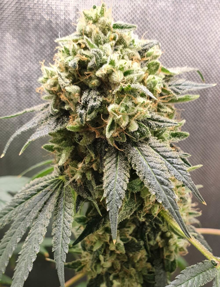 Superfruit CBD