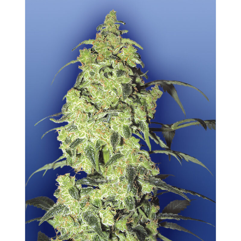 White Widow