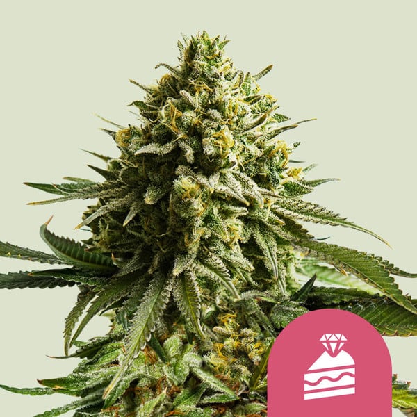 420 Punch