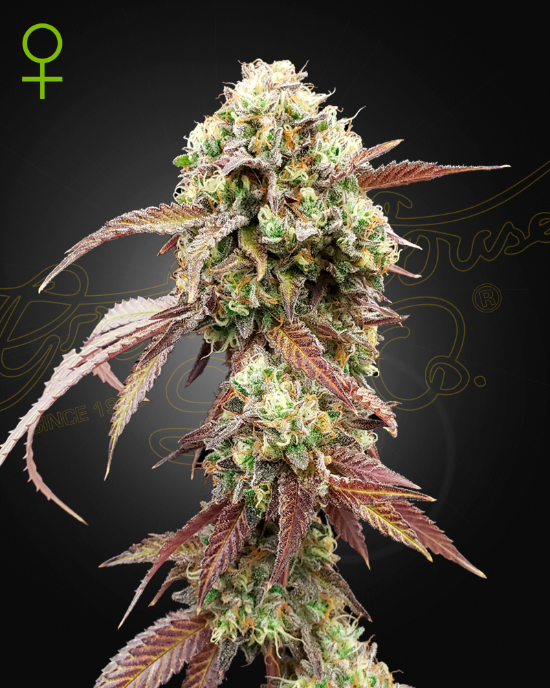 WestCoast OG X Gelato#41 Auto