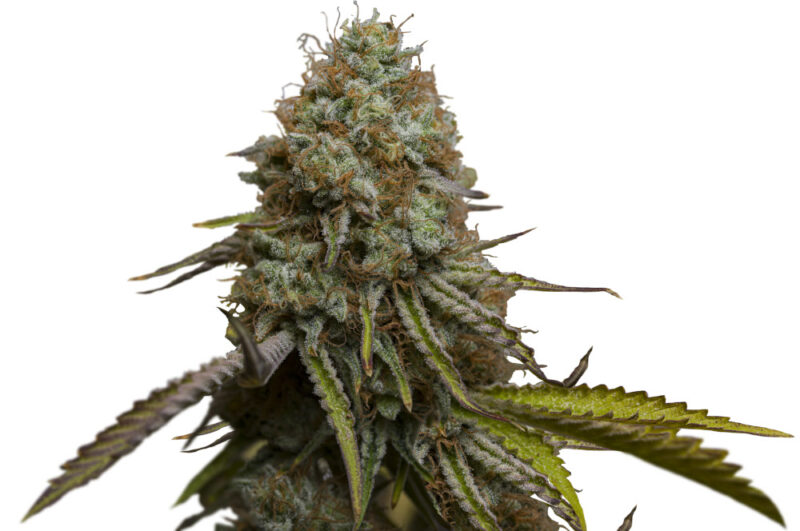 Zkittlez auto
