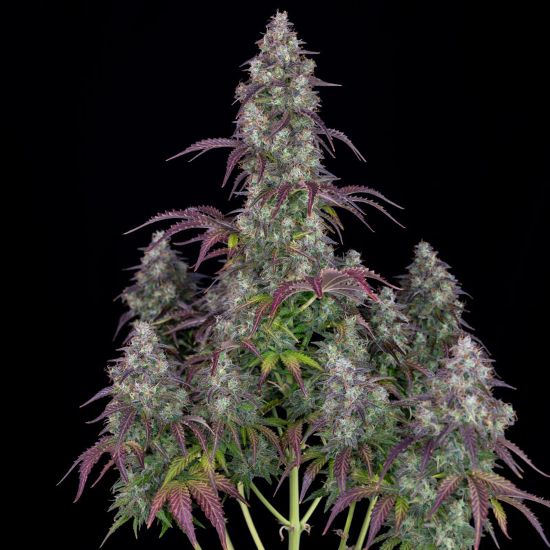 Bio Flores 5L