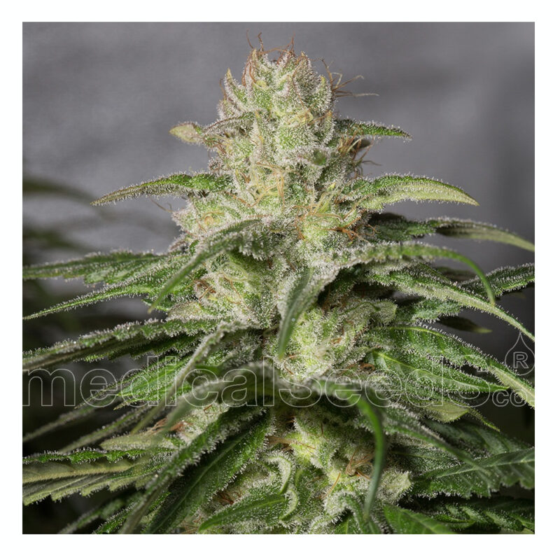 Og Kush CBD