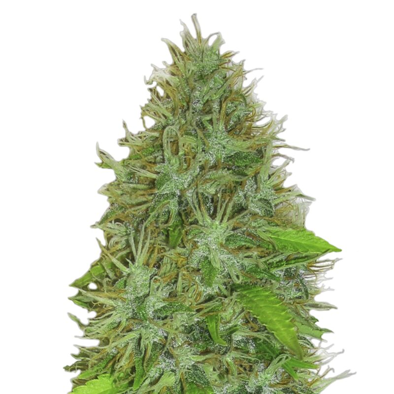 Semillas de cannabis